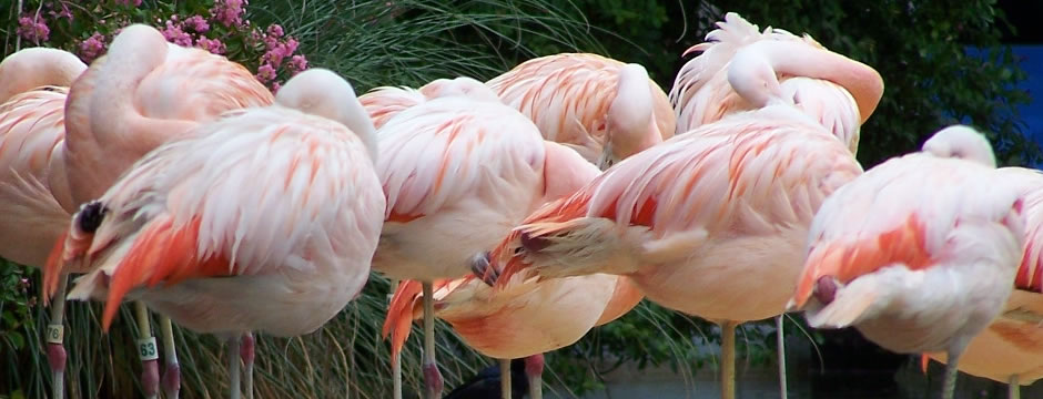 无限轰炸手机软件手机号下载