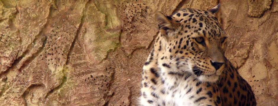 在线短信轰炸机